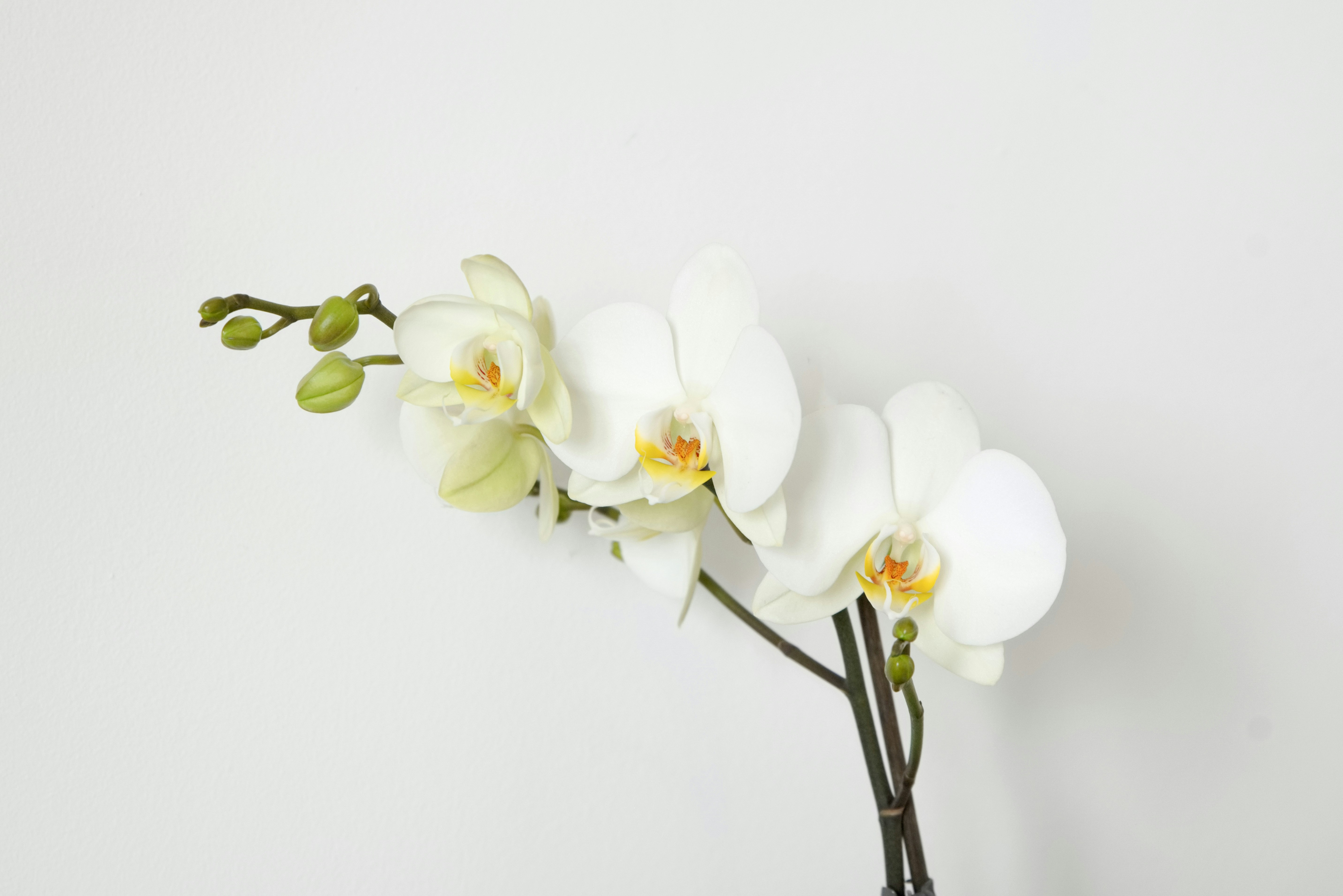 White Orchid Spa Background